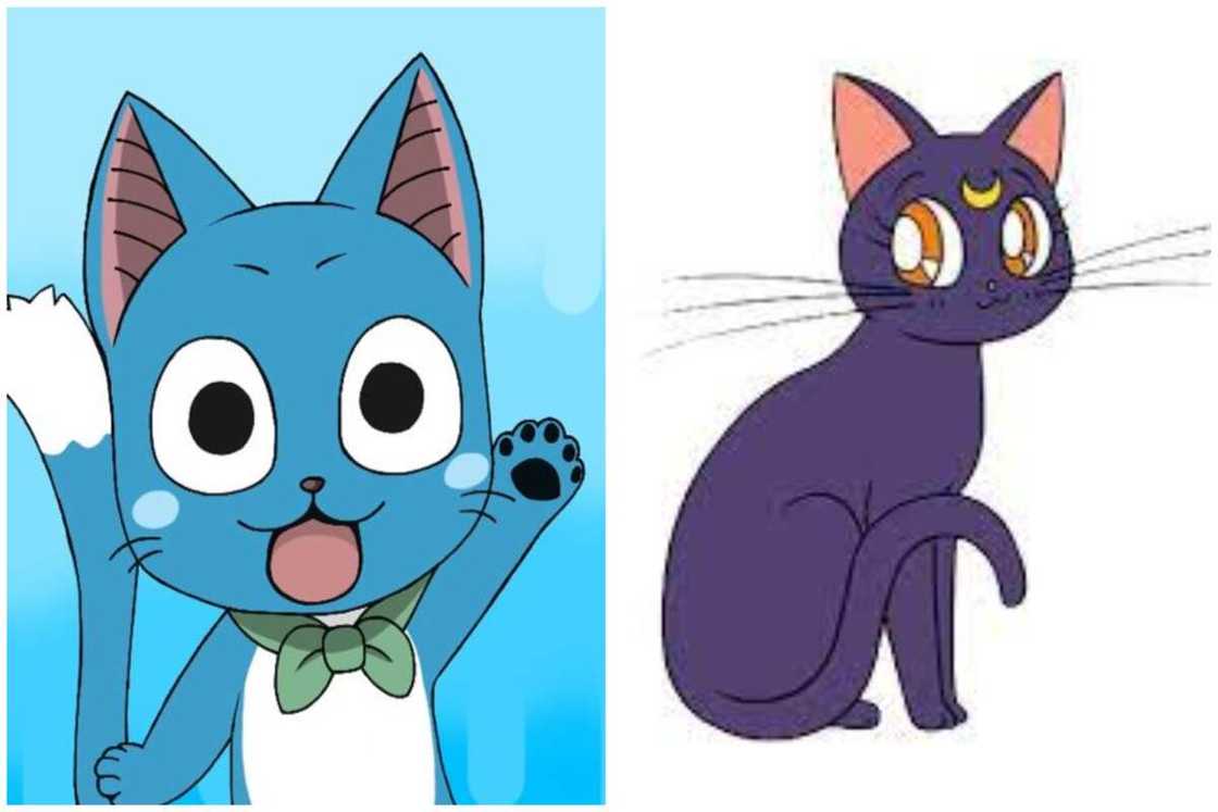 Mystery Anime:tvsddfmwsvg= Cats: A Keen Eye